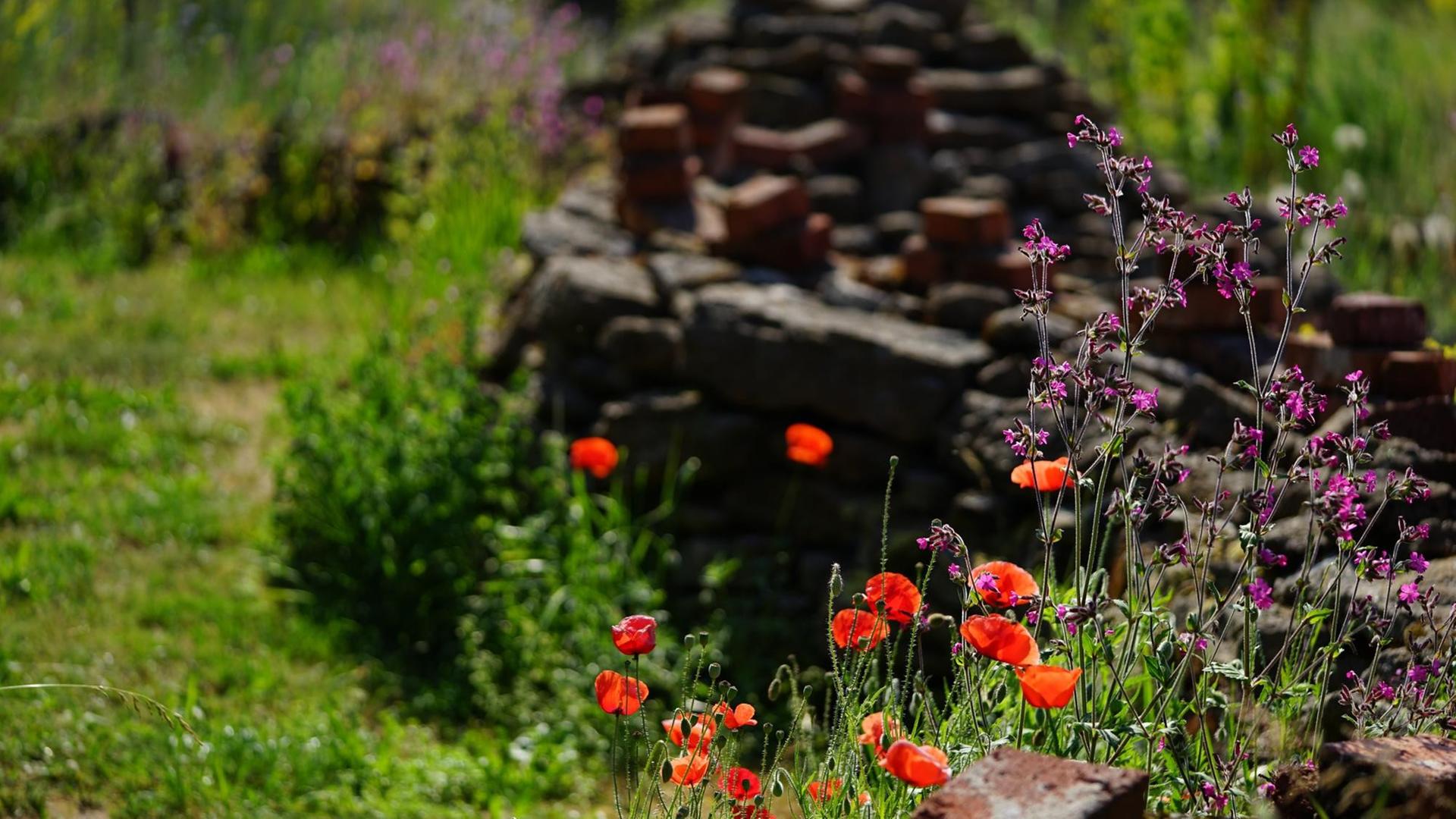 Mohn mit roten Blüten und eine weitere Pflanze mit pinken Blüten, im Hintergrund ein Schutthaufen. Mohn mit roten Blüten und eine weitere Pflanze mit pinken Blüten, im Hintergrund ein Schutthaufen.