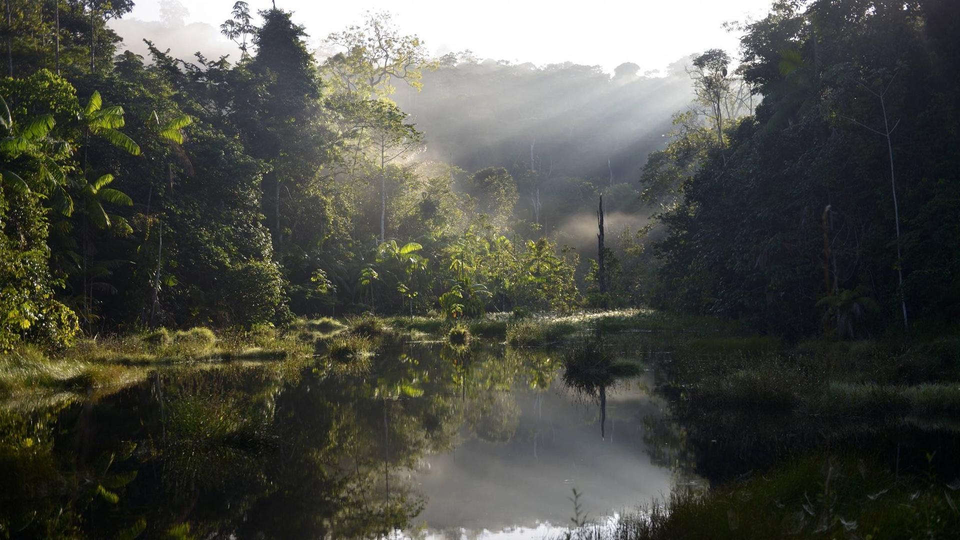 Morgendliche Stimmung im Amazonas Regenwald