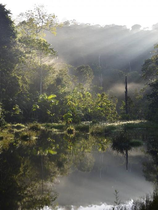 Morgendliche Stimmung im Amazonas Regenwald