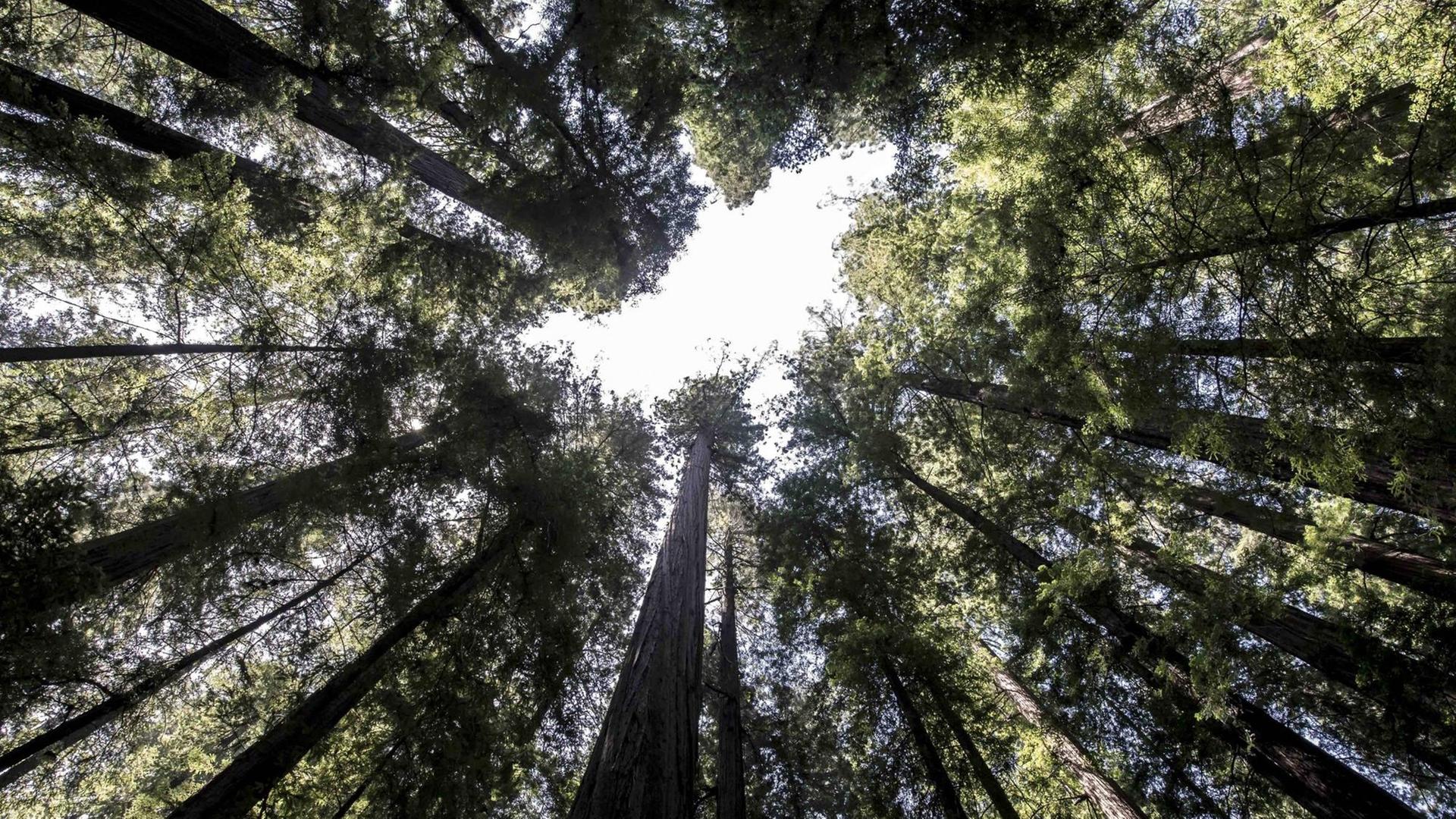Zwischen unzähligen Baumriesen ist ein kleiner Ausschnitt blauer Himmel zu sehen. Zwischen unzähligen Baumriesen ist ein kleiner Ausschnitt blauer Himmel zu sehen.