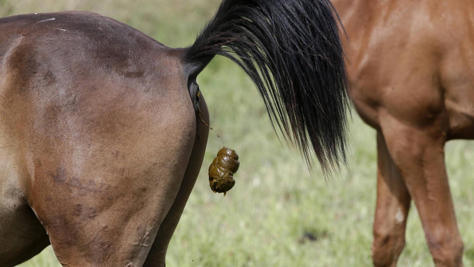 Ein Pferd streckt den Schwanz in die Höhe, ein Pferdeapfel fällt zu Boden.