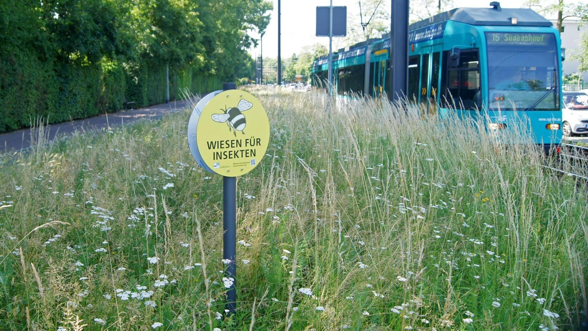 An vielen Grünanlagen oder Grünstreifen im Stadtgebiet und in den Randzonen von Frankfurt am Main stehen Hinweisschilder: Wiesen für Insekten. Eine Kampange des Grünflächenamtes der Stadt Frankfurt gegen kurzgemähtes Einheitsgrün.