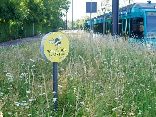 An vielen Grünanlagen oder Grünstreifen im Stadtgebiet und in den Randzonen von Frankfurt am Main stehen Hinweisschilder: Wiesen für Insekten. Eine Kampange des Grünflächenamtes der Stadt Frankfurt gegen kurzgemähtes Einheitsgrün.