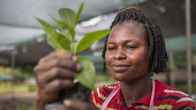 Eine afrikanische Arbeiterin veredelt Cashew-Pflanzen in der Cashew Research Station in Wenchi, im westafrikanischen Staat Ghana