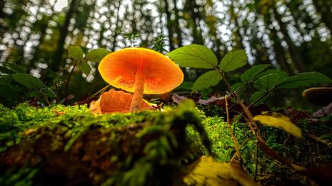 Ein Lamellenpilz steht im Sonnenlicht auf einem mossbedeckten Waldboden.