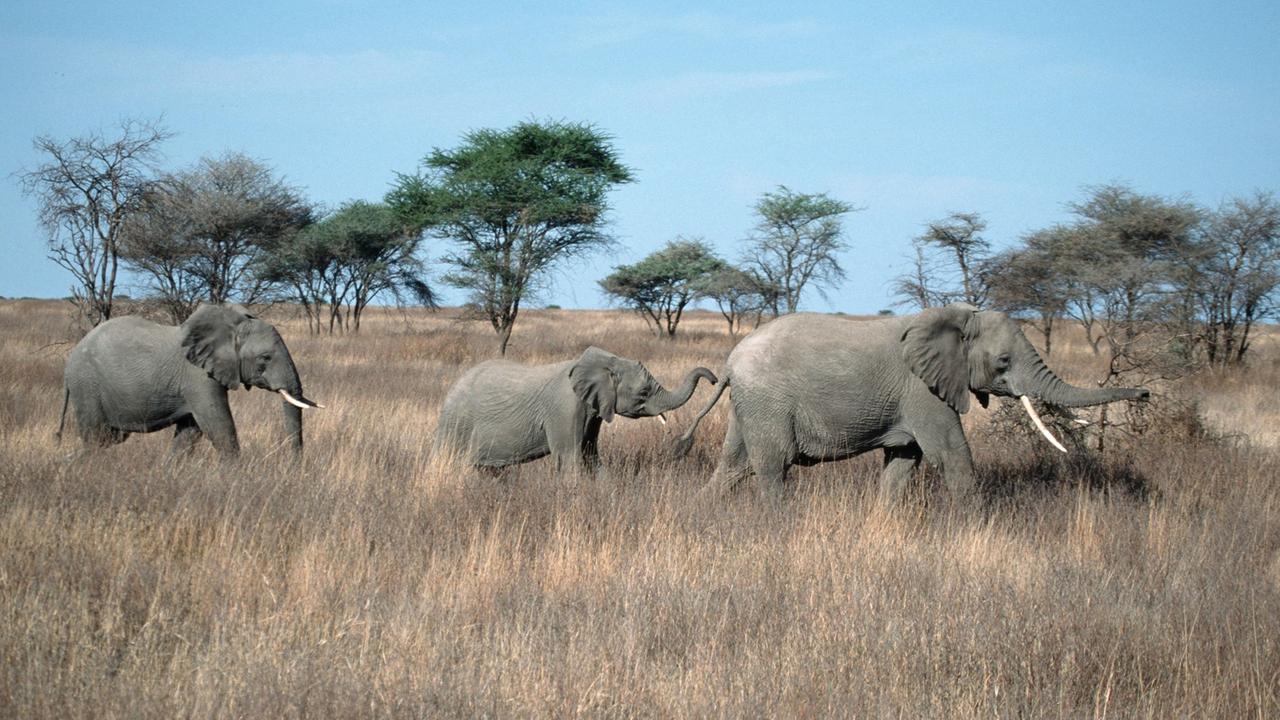 Eine Familie afrikanischer Elefanten zieht durch den Serengeti Nationalpark in Tansania.