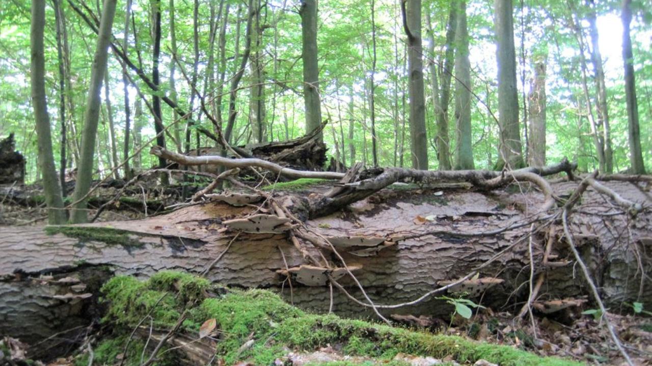 Ein Baum verottet im Wald. Ein Baum verottet im Wald.