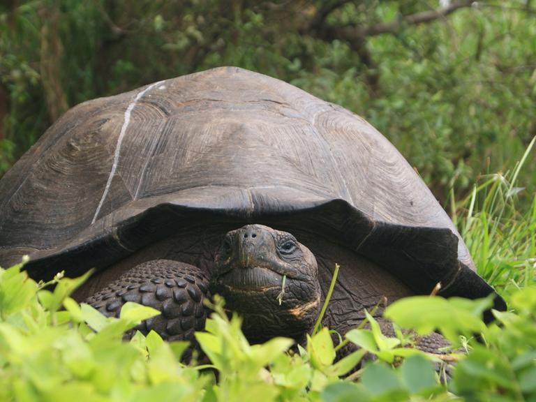 Auf den Galápagos-Inseln haben Biologen eine neue Art der Riesenschildkröten nachgewiesen. Genetische Studien zeigten, dass die Schildkröten auf der Insel Santa Cruz zu zwei verschiedenen Arten gehören.