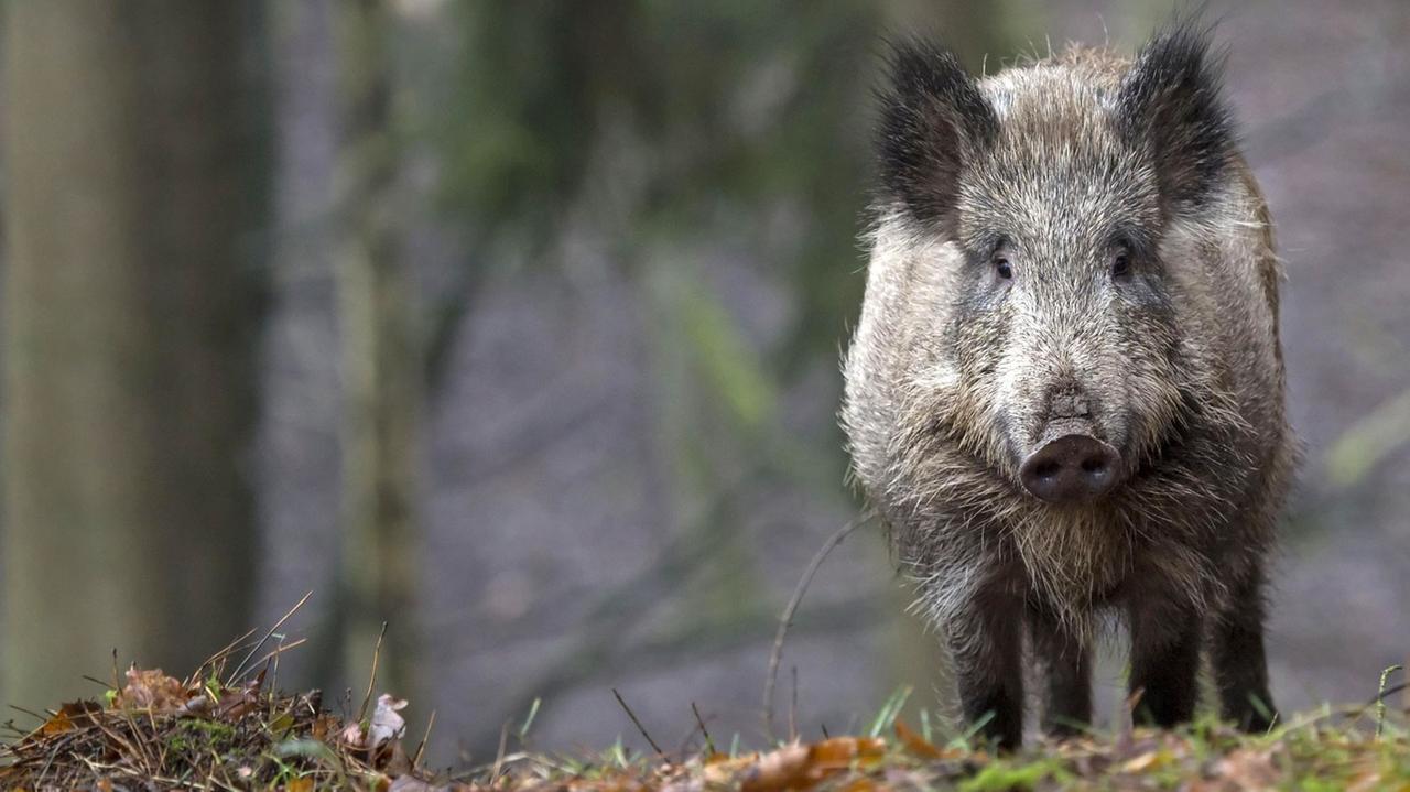 Ein Wildschwein im Wald Ein Wildschwein im Wald