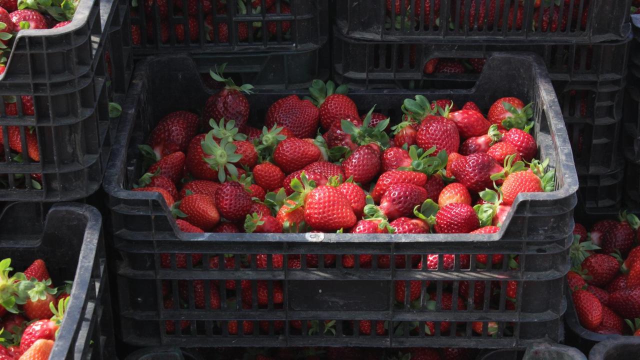 Sehen perfekt aus, überstehen bei diesem Reifegrad aber keinen Transport mehr in den Supermarkt: Erdbeeren