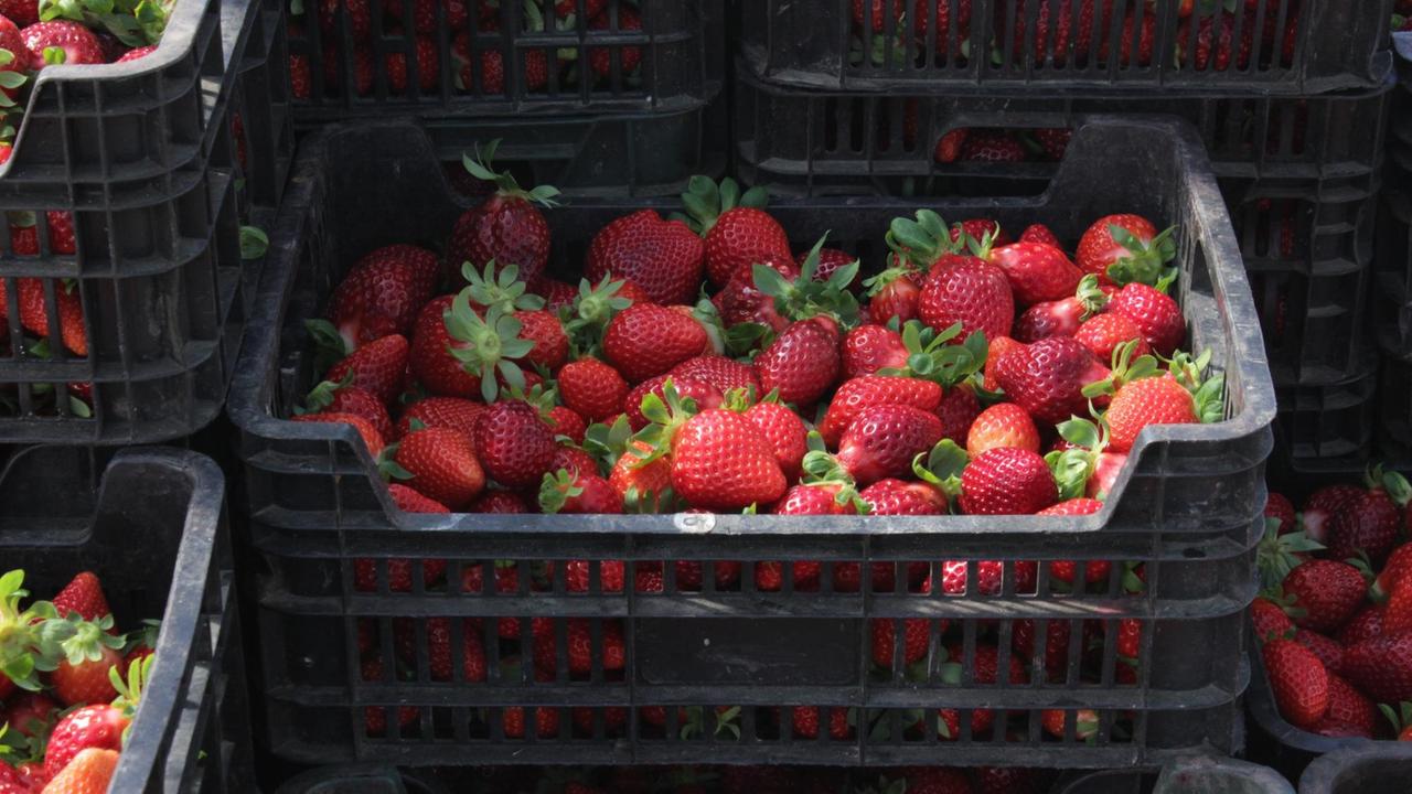 Sehen perfekt aus, überstehen bei diesem Reifegrad aber keinen Transport mehr in den Supermarkt: Erdbeeren Sehen perfekt aus, überstehen bei diesem Reifegrad aber keinen Transport mehr in den Supermarkt: Erdbeeren