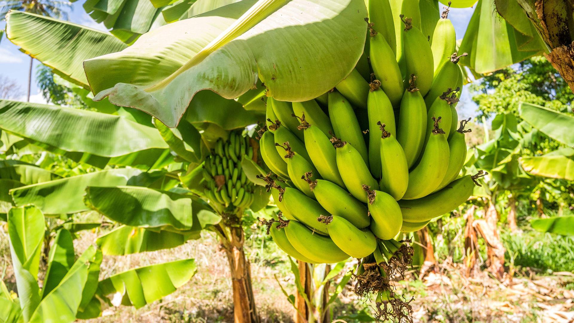 Bananenstaude auf einer Plantage
