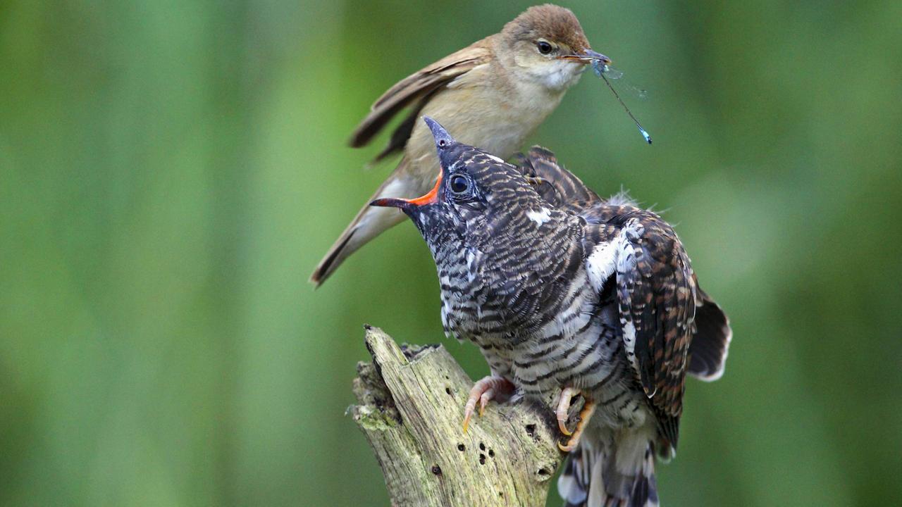 Teichrohrsänger füttert ein Kuckucksküken mit einer Libelle. Teichrohrsänger füttert ein Kuckucksküken mit einer Libelle.