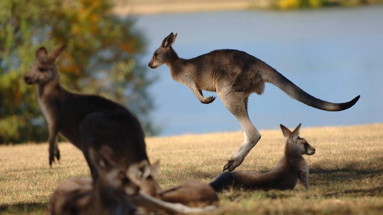 Ein Känguru springt über eine Wiese, andere ruhen sich aus. Ein Känguru springt über eine Wiese, andere ruhen sich aus.