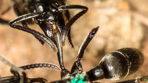 Eine Matabele-Ameise versorgt die Wunde einer Artgenossin, der im Kampf ein Bein abgebissen wurde.