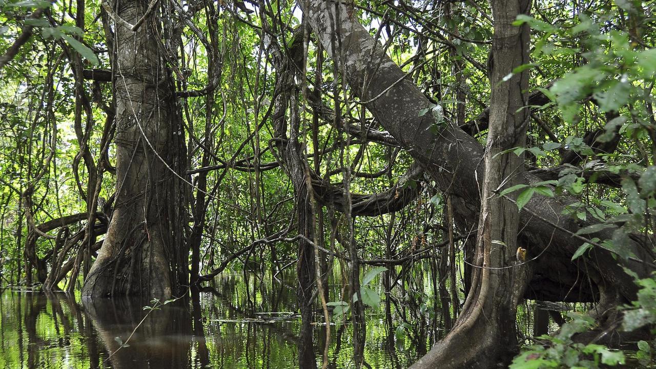 Überfluteter Regenwald an einem Seitenfluss des Amazonas, Naturreservat Mamiraua. Überfluteter Regenwald an einem Seitenfluss des Amazonas, Naturreservat Mamiraua.