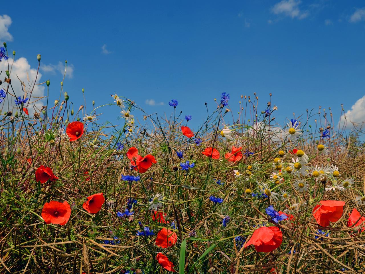 Kornblumen und Klatschmohn am Rand eines Rapsfeldes Kornblumen und Klatschmohn am Rand eines Rapsfeldes