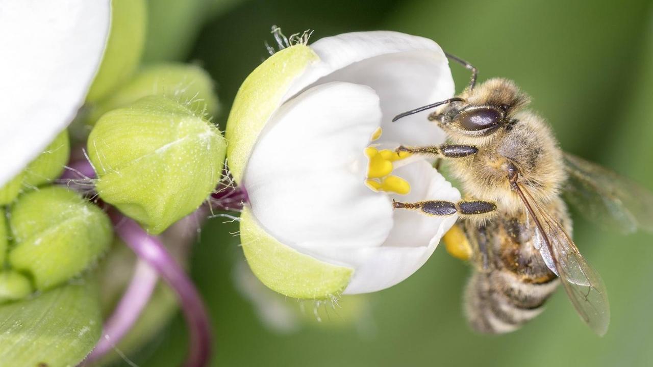 Biene bestäubt eine Blüte Biene bestäubt eine Blüte