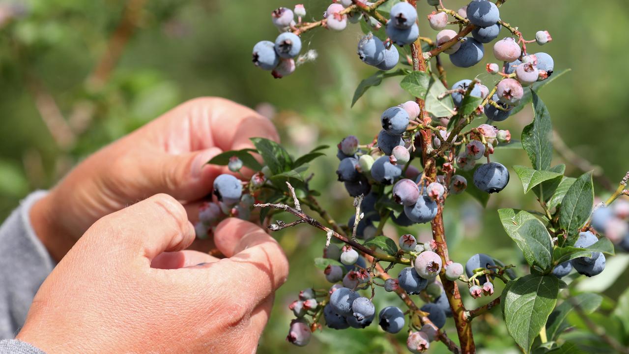 Heidelbeeren Heidelbeeren