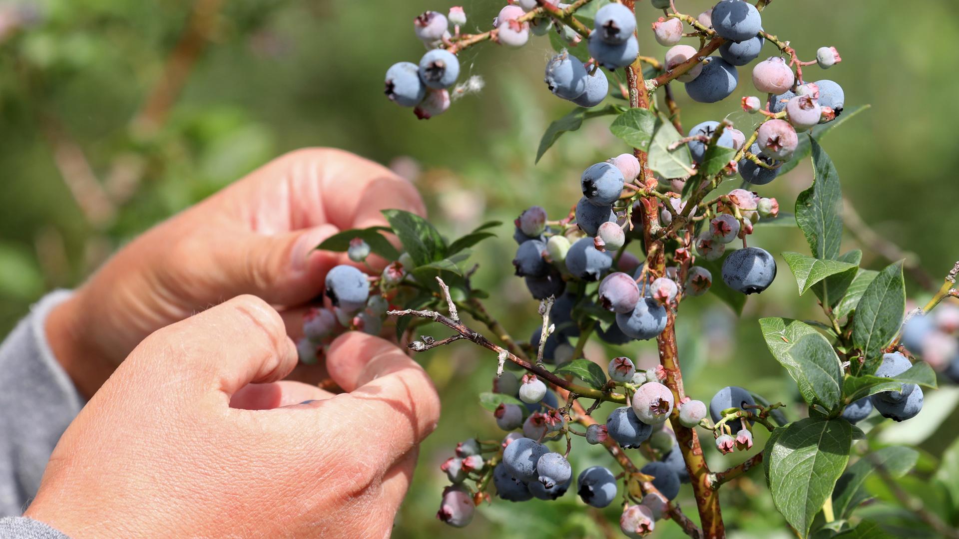 Ein polnischer Erntehelfer pflückt am 22.08.2017 Heidelbeeren auf den Feldern der Agrargesellschaft Chemnitz mbH in Rottmanshagen (Mecklenburg-Vorpommern). Ein polnischer Erntehelfer pflückt am 22.08.2017 Heidelbeeren auf den Feldern der Agrargesellschaft Chemnitz mbH in Rottmanshagen (Mecklenburg-Vorpommern).