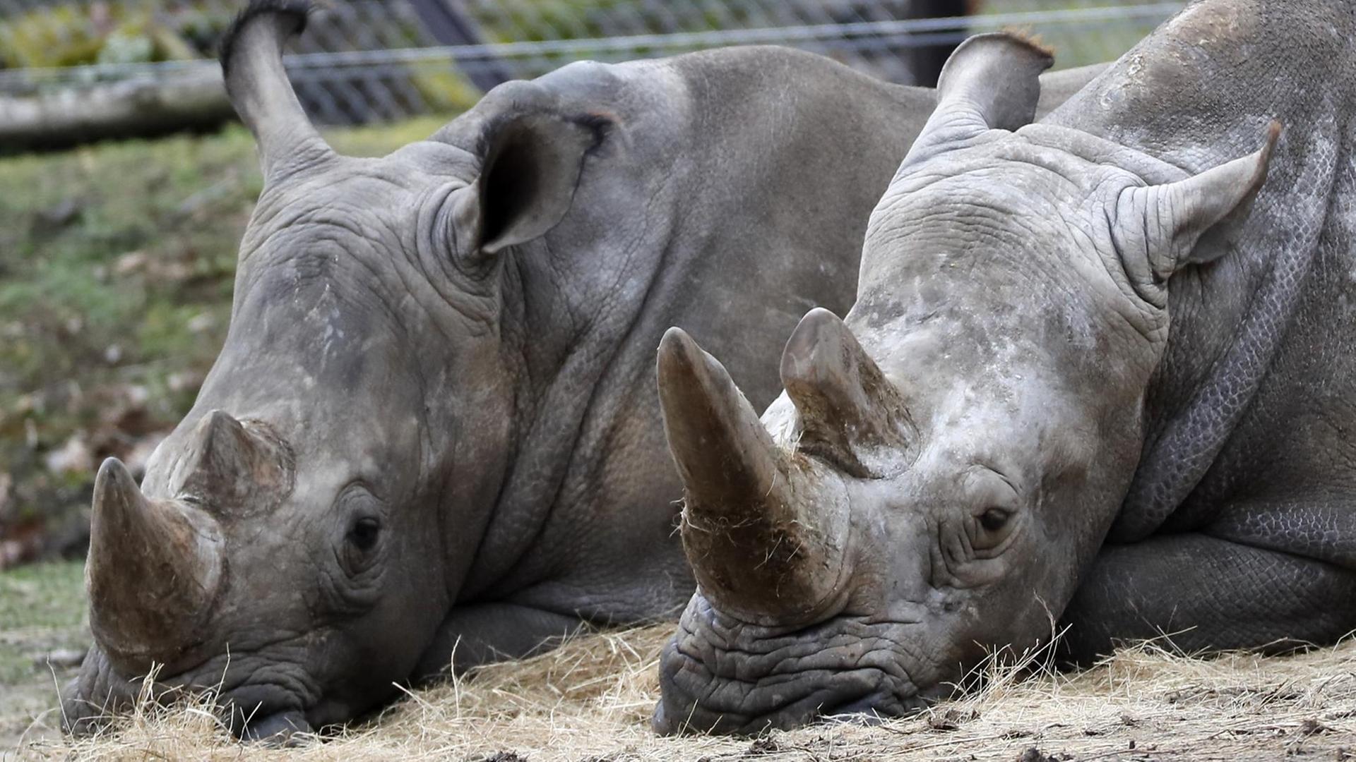 Zwei Nashhörner im Zoo Thoiry. Das dritte Tier wurde von Wilderern getötet und sein Horn abgesägt. Zwei Nashhörner im Zoo Thoiry. Das dritte Tier wurde von Wilderern getötet und sein Horn abgesägt.