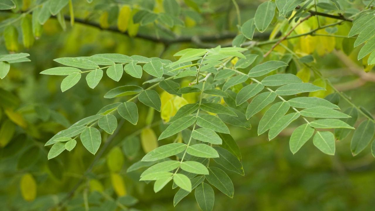 Blätterzweige des Japanischen Pagodenbaums oder des Japanischen Schnurbaums. 