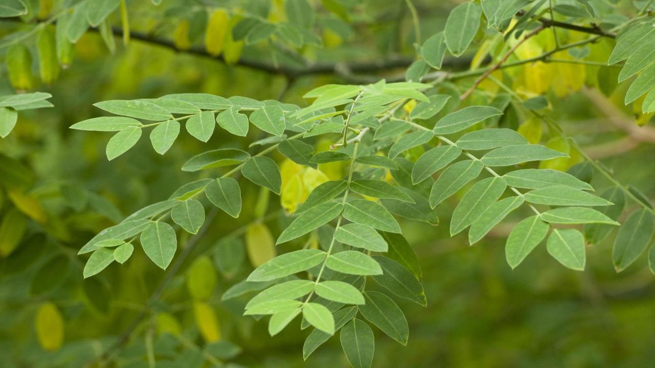 Blätterzweige des Japanischen Pagodenbaums oder des Japanischen Schnurbaums. Blätterzweige des Japanischen Pagodenbaums oder des Japanischen Schnurbaums.