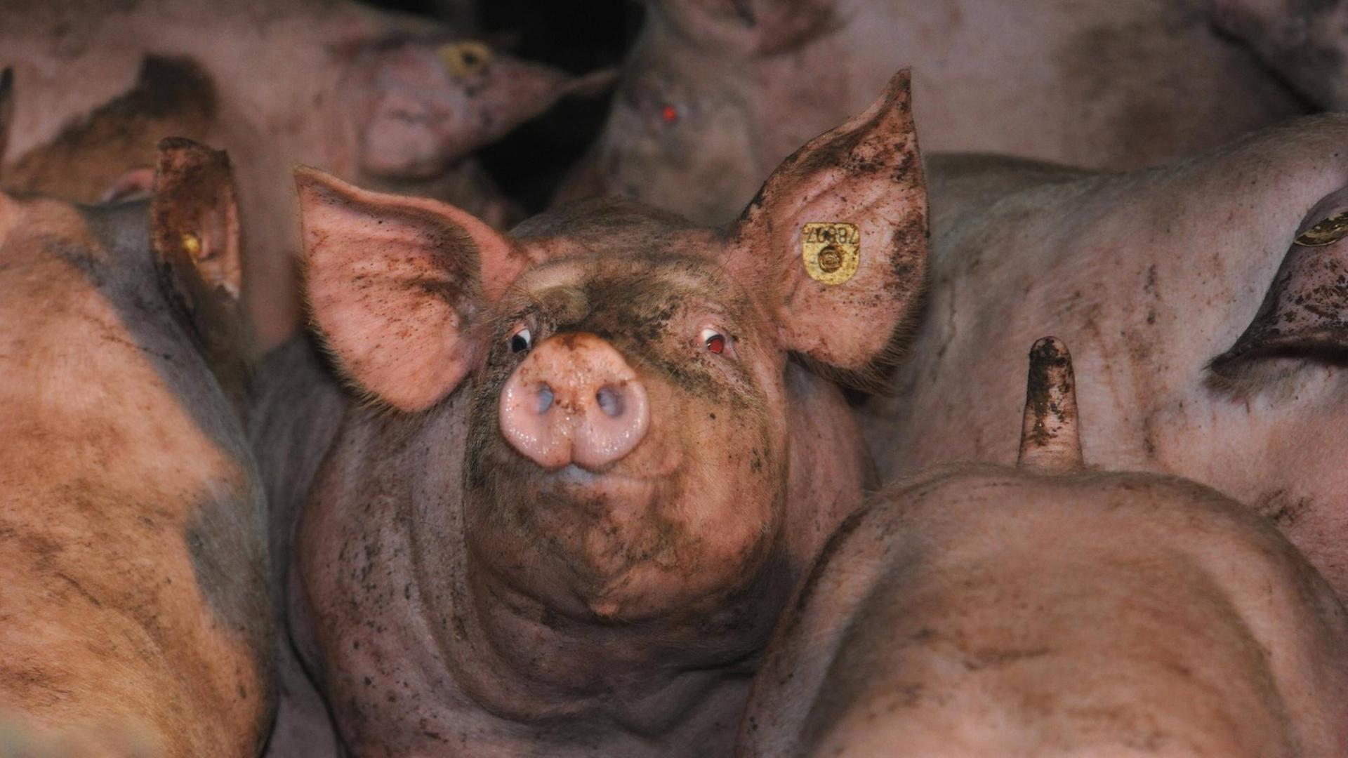 Schweine in der Massentierhaltung Schweine in der Massentierhaltung