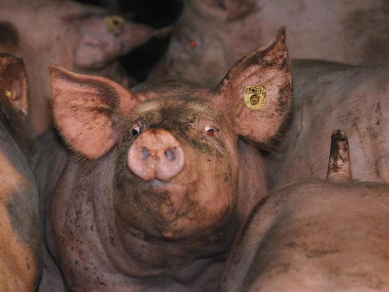Schweine in der Massentierhaltung