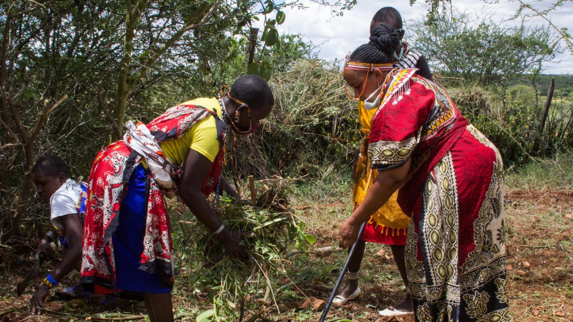 In bunten Kleidern roden Massai-Frauen mit Hacken ein Feld. In bunten Kleidern roden Massai-Frauen mit Hacken ein Feld.