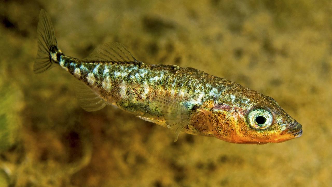 Fisch des Jahres 2018 - Der Dreistachlige Stichling Fisch des Jahres 2018 - Der Dreistachlige Stichling