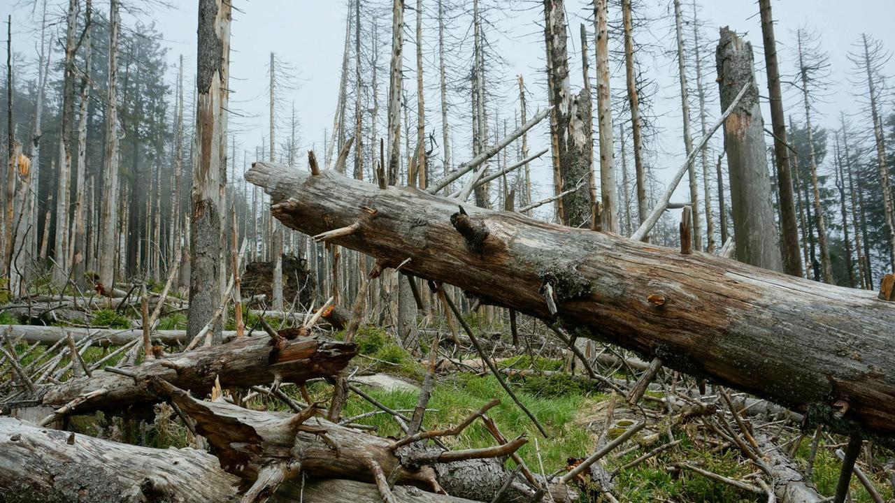 Umgefallene, abgestorbene Bäume liegen im Wald. Umgefallene, abgestorbene Bäume liegen im Wald.