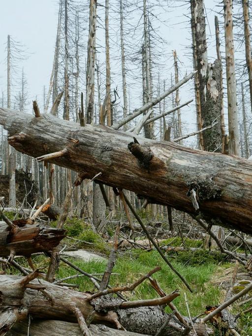 Tote Bäume liegen im Nationalpark Harz übereinander.
