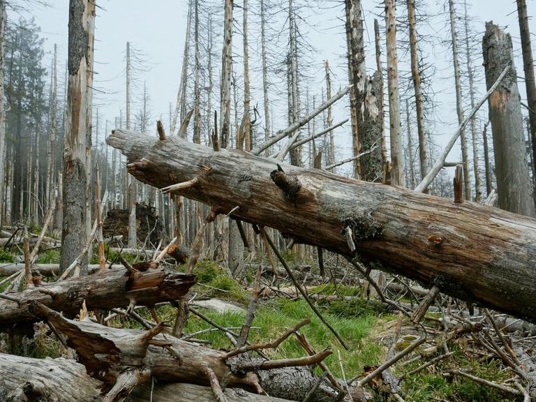 Tote Bäume liegen im Nationalpark Harz übereinander.