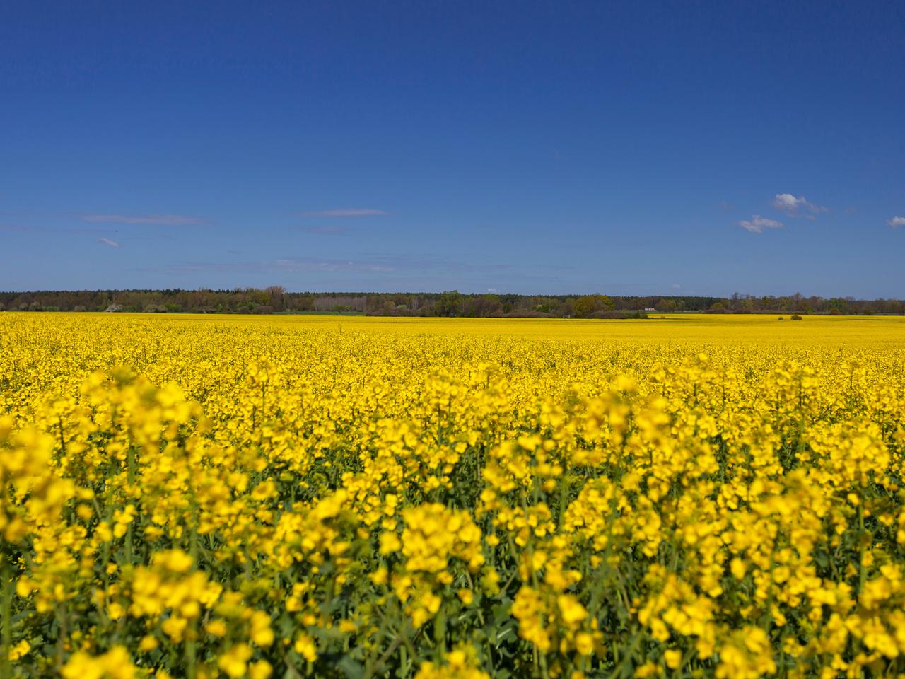 Ein blühendes Rapsfeld unter strahlend blauem Himmel Ein blühendes Rapsfeld unter strahlend blauem Himmel