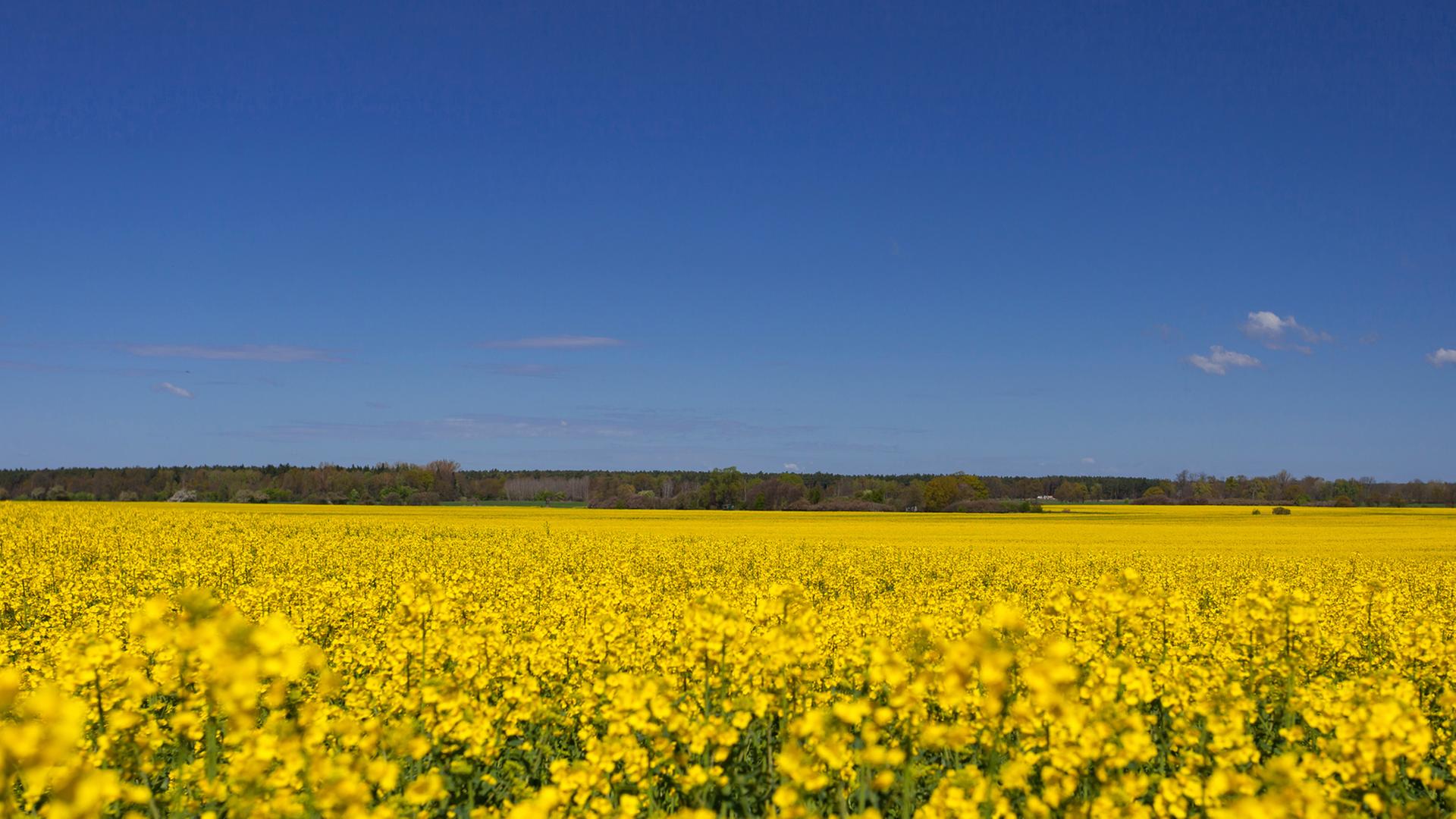 Ein blühendes Rapsfeld unter strahlend blauem Himmel Ein blühendes Rapsfeld unter strahlend blauem Himmel