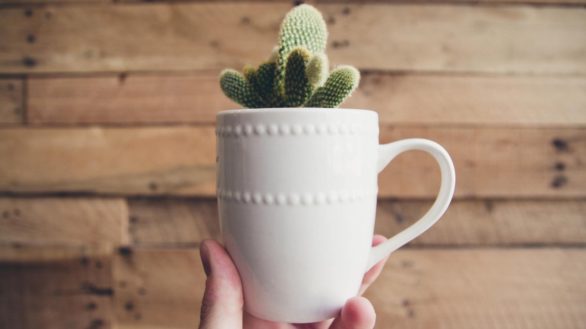 Ein kleiner grüner Kaktus guckt aus einer weißen Tasse heraus, die von einer Hand in die Höhe gehalten wird.