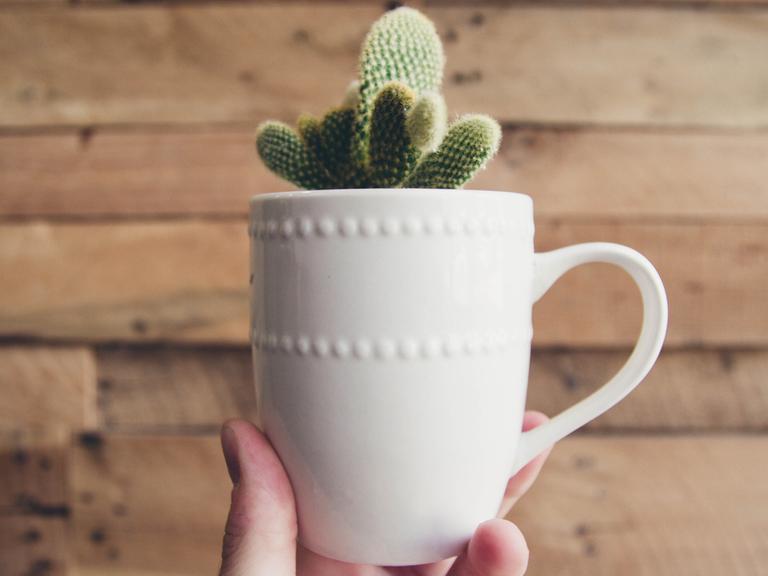 Ein kleiner grüner Kaktus guckt aus einer weißen Tasse heraus, die von einer Hand in die Höhe gehalten wird.