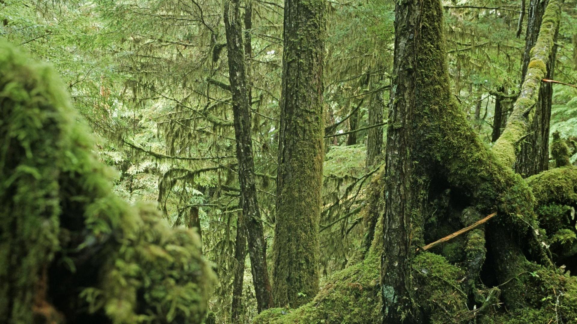 Das Foto zeigt den Tongass Regenwald in Alaska. Das Foto zeigt den Tongass Regenwald in Alaska.