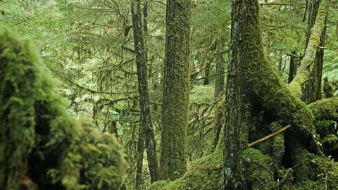 Das Foto zeigt den Tongass Regenwald in Alaska.