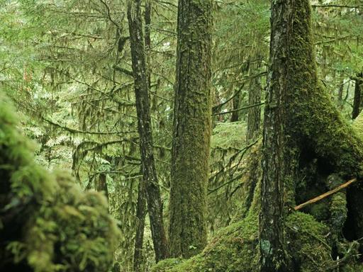 Das Foto zeigt den Tongass Regenwald in Alaska.
