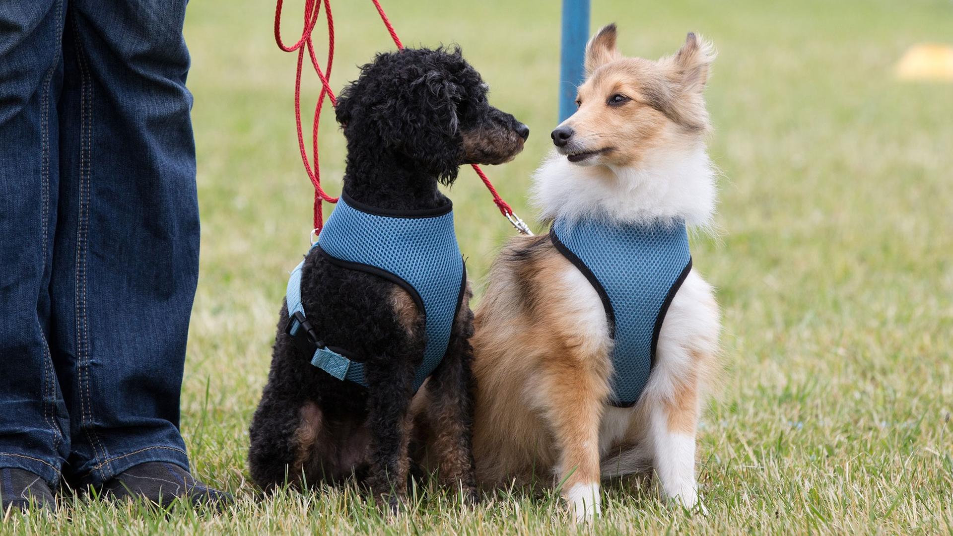Zwei Hunde warten auf den nächsten Befehl des Hundeführers. Zwei Hunde warten auf den nächsten Befehl des Hundeführers.