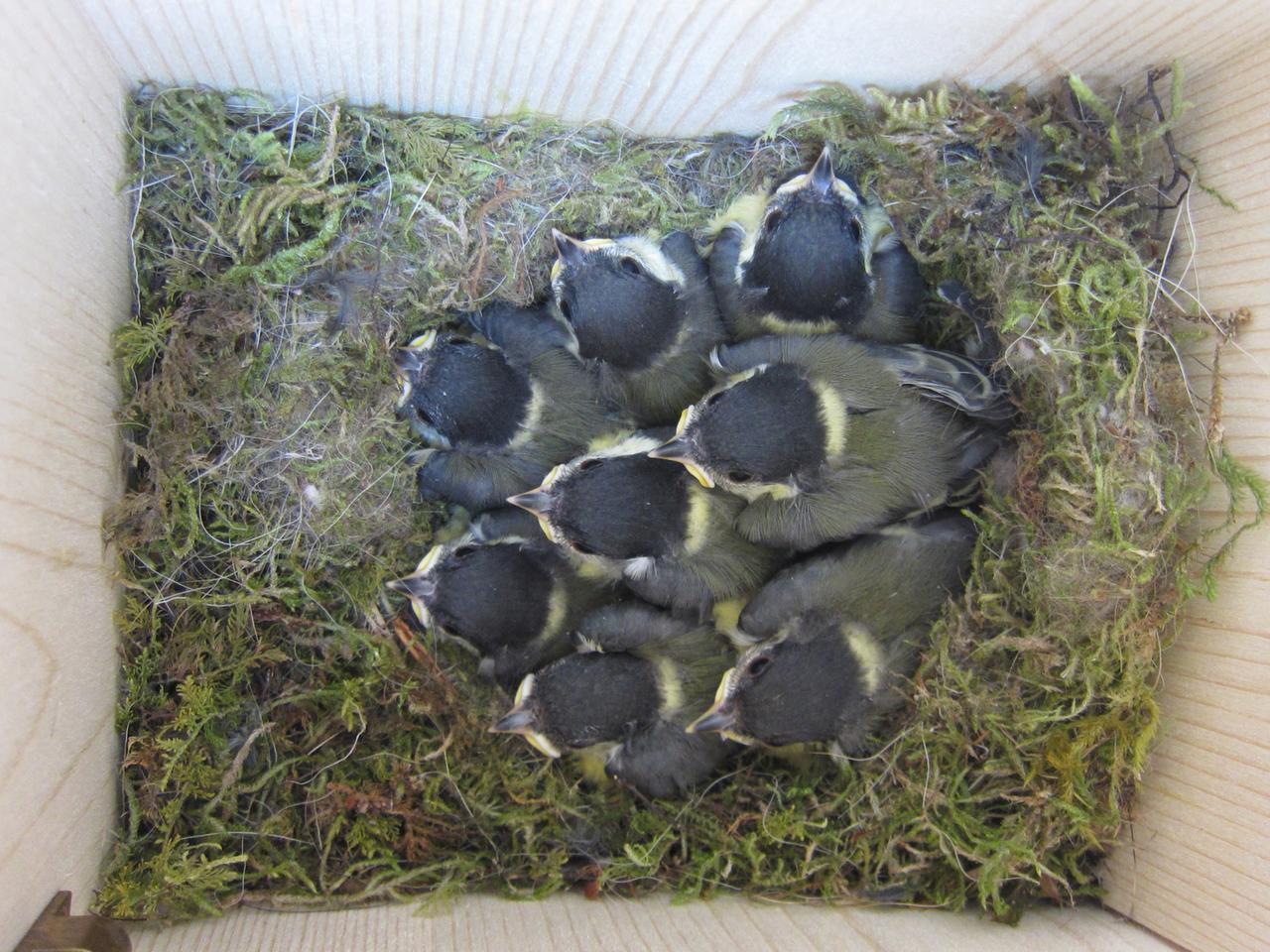 Zehn Meisenküken sperren im Nest ihre Schnäbel auf. Zehn Meisenküken sperren im Nest ihre Schnäbel auf.