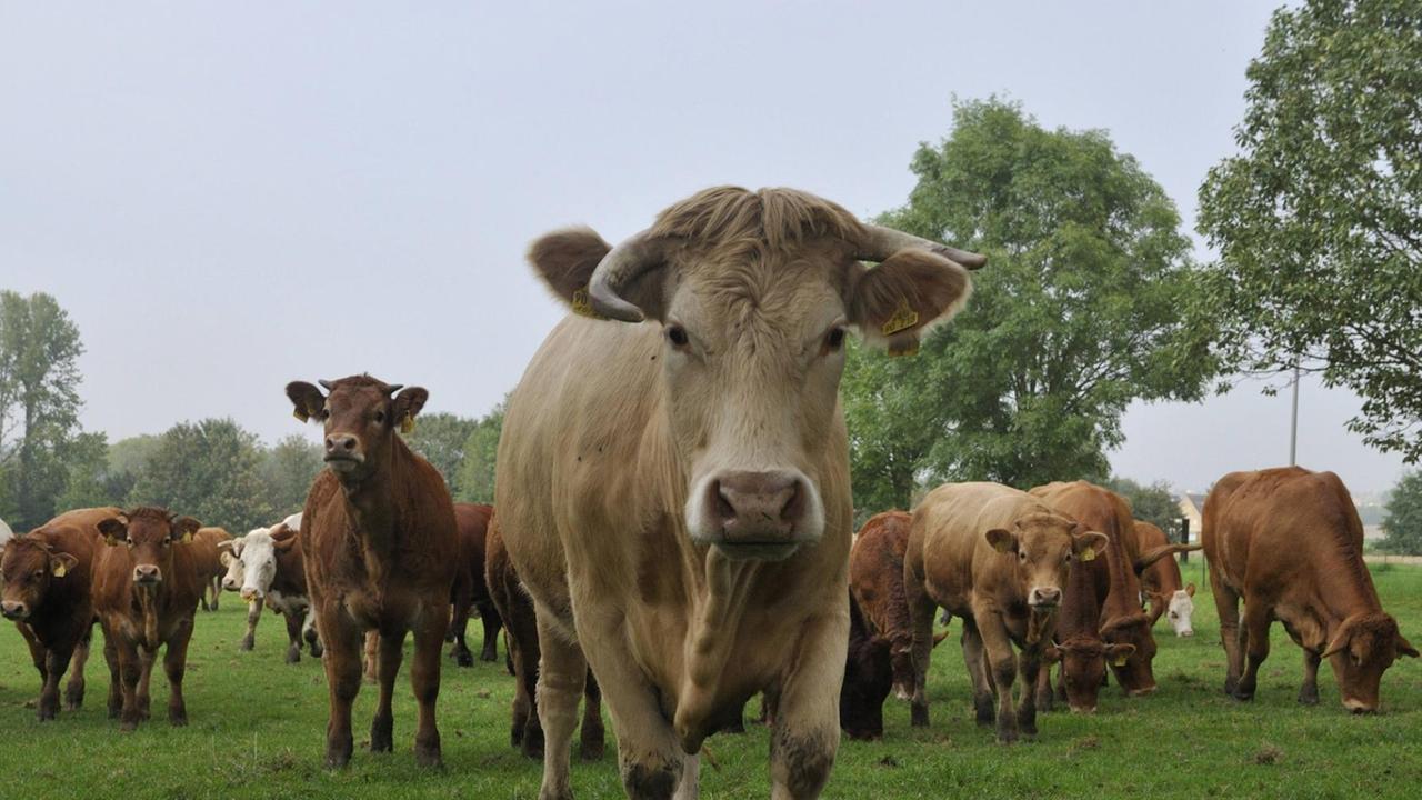 Hausrind (Bos primigenius f. taurus), Charolaises und Limousin-Rinder zusammen auf einer Weide Hausrind (Bos primigenius f. taurus), Charolaises und Limousin-Rinder zusammen auf einer Weide