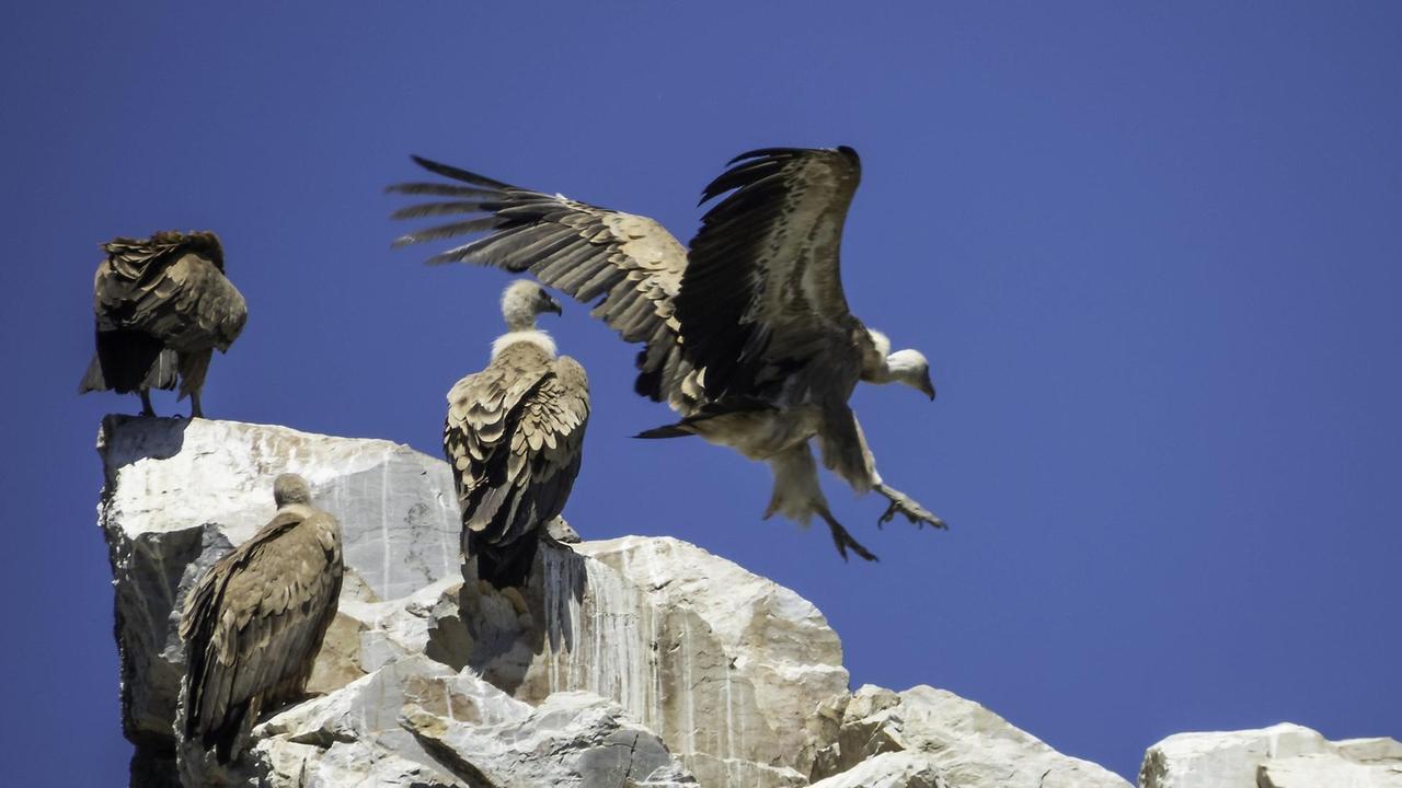 Drei Gänsegeier sitzen auf einem grauen Felsen, während ein vierter gerade mit ausgestreckten Flügeln landet.