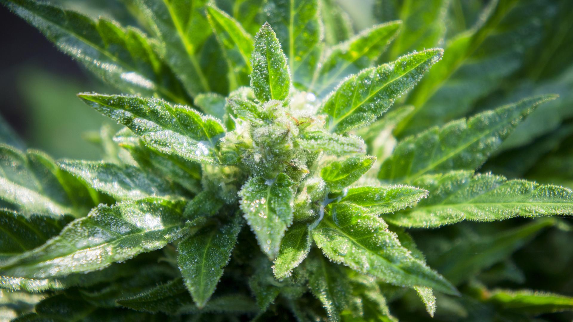 Cannabis Cannabis