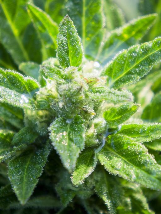 Cannabis