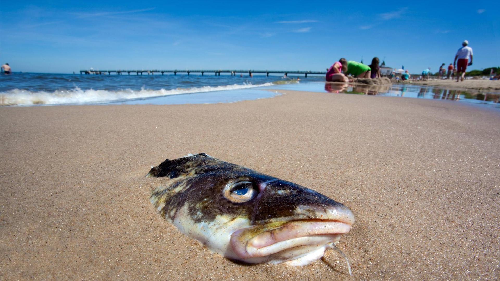 Ein toter Fisch liegt im Sand an der Ostsee, im Hintergrund Menschen und ein strahlend blauer Himmel. Ein toter Fisch liegt im Sand an der Ostsee, im Hintergrund Menschen und ein strahlend blauer Himmel.