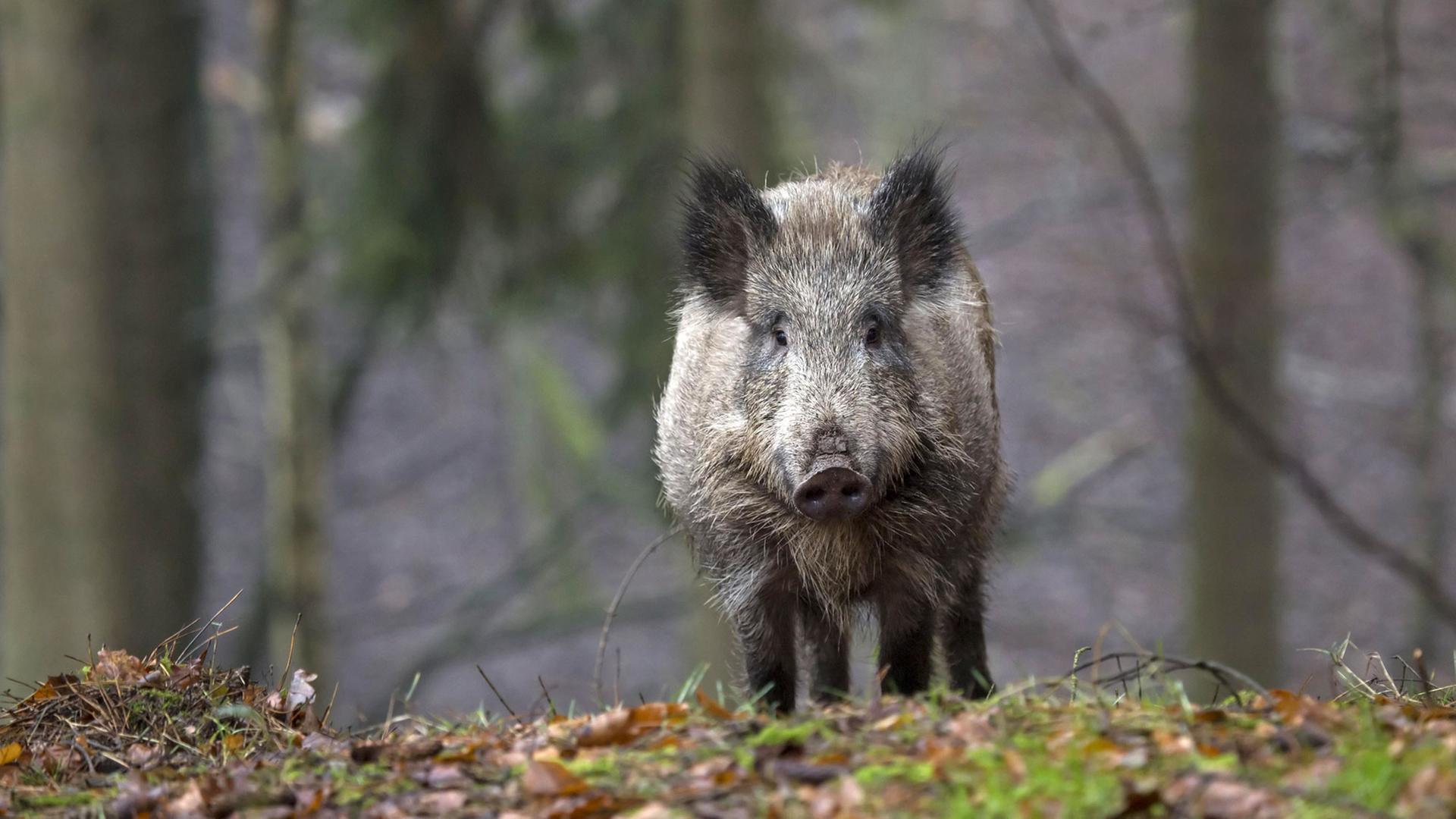 Ein Wildschwein im Wald in Schleswig-Holstein Ein Wildschwein im Wald in Schleswig-Holstein