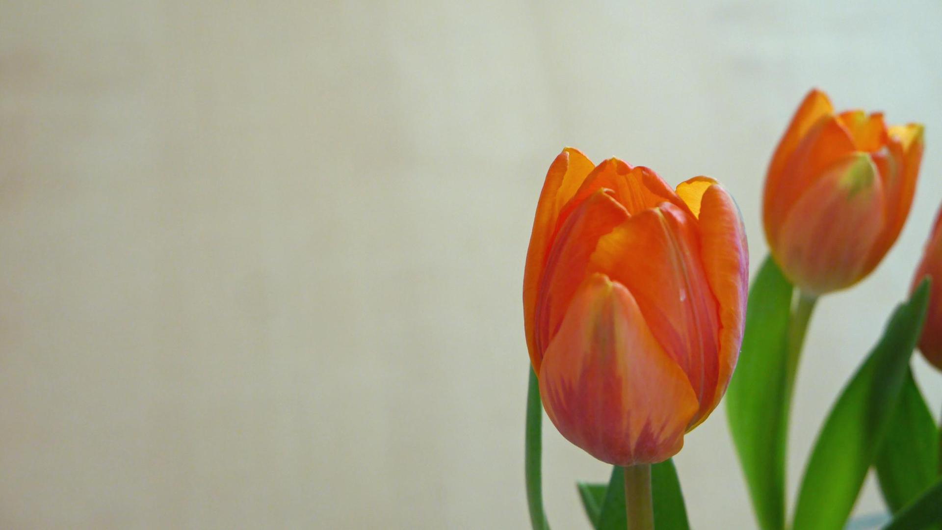 Orange Tulpen Orange Tulpen